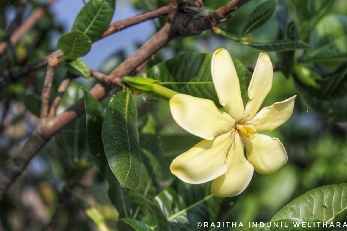 Gardenia fosbergii Tirveng.